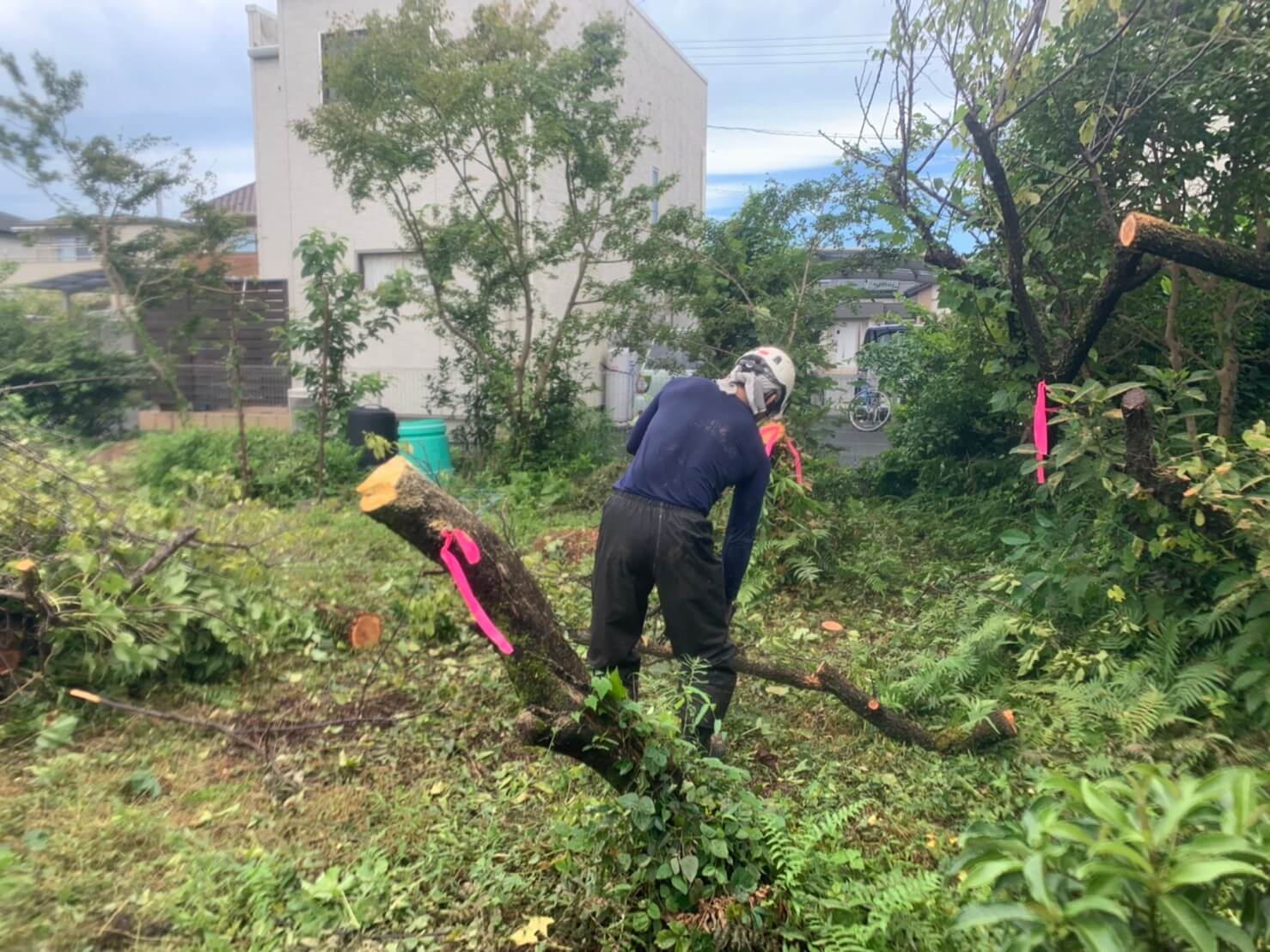 伐根作業の前準備として梅の木などの伐採を行うスタッフ藤本